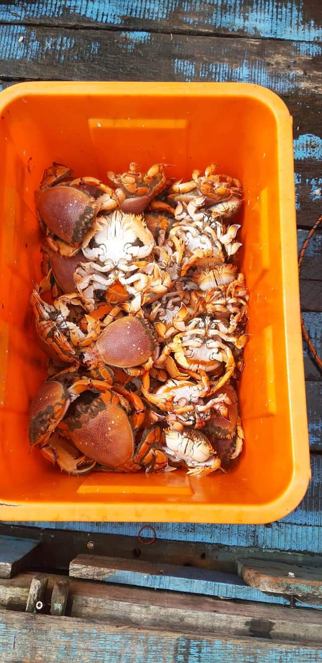 🦀野生旭蟹🦀
🎊3月預定款團購優惠開跑🎊
🔺前提是團購量要滿40斤才可發放寄貨喔
🚫不接急單
🔺一律水煮熟後寄出，保持新鮮度🚚🚚
🎉優惠內容：
💰買三斤送一斤或則送300元折價券🔖（可現抵扣）
數量稀少，無法大量供應
水煮或味噌湯或碳烤，最對味
肉多鮮甜美味，比龍蝦好吃又便宜